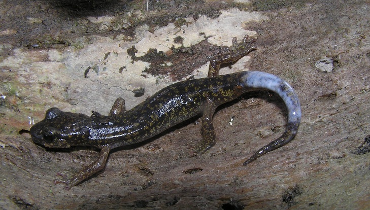 Hydromantes imperialis